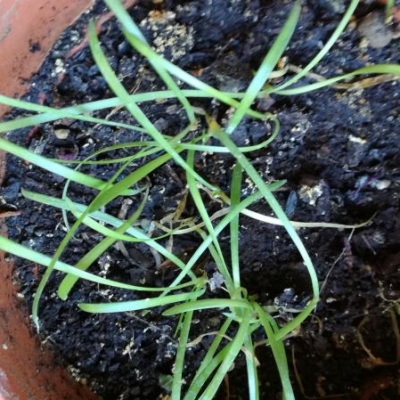 Semina agapanthus: come procedere?