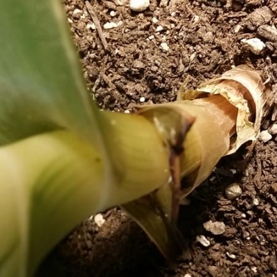 Aloe: base del fusto ingiallita, come salvarla?