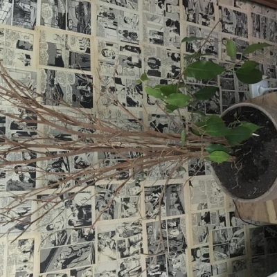 Ficus benjamin base del tronco con muffa: come salvarlo?