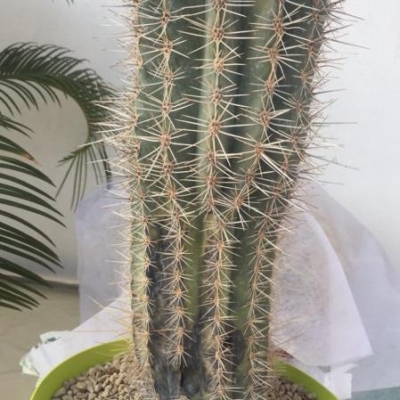 Cactus in cattive condizioni dopo il riposo invernale: cosa fare?