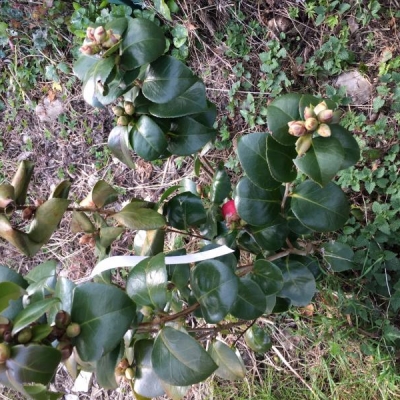 Camelia japonica interrata: foglie marroni, come mai?