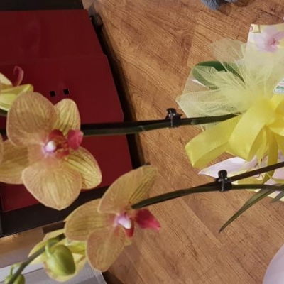 Phalaenopsis: posso metterne 3 insieme?