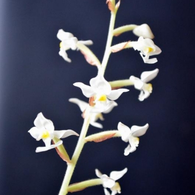 Orchidea Ludisia discolor con fiori appassiti: dove tagliare lo stelo?