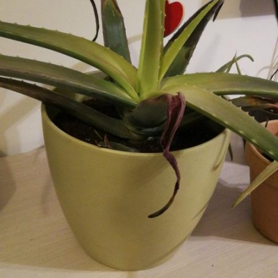 Aloe si sta seccando e ingiallendo: come recuperarla?