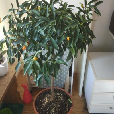 Kumquat foglie accartocciate: cosa fare?