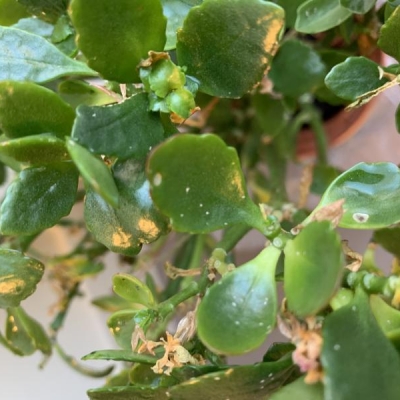 Kalanchoe con puntini bianchi: cosa fare?