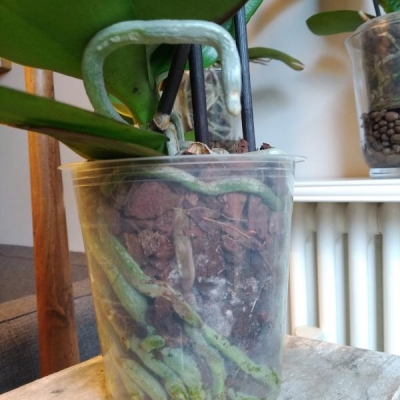 Phalaenopsis: muffa biancha nel vaso, cosa fare?