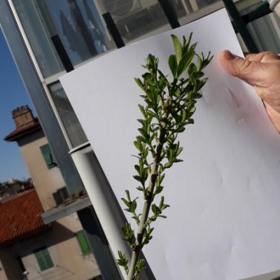 Alberello cresciuto in un vaso: di cosa si tratta?