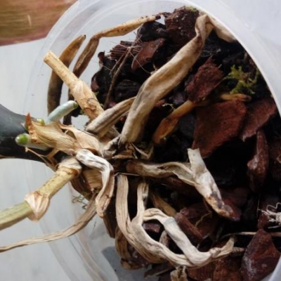 Phalaenopsis: radici secche, cosa fare?