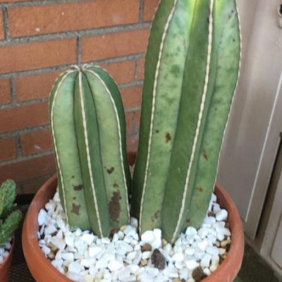 Cactus con macchie: da cosa dipendono?