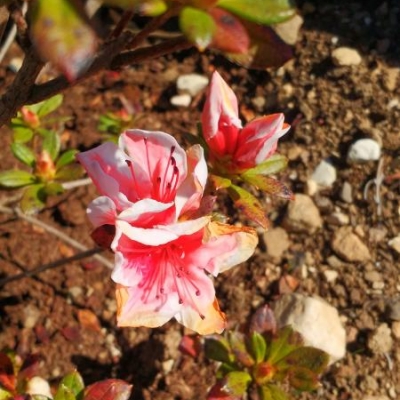 Rododendro: foglie con macchie rosse e secche: come curarlo?