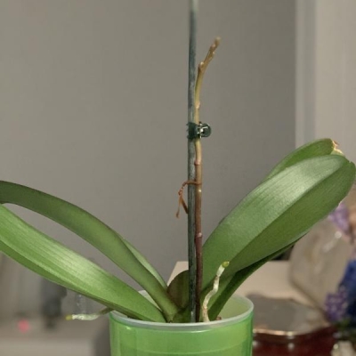 Phalaenopsis con insetti bianchi: come curarla?