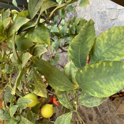 Limone in vaso con qualche problema: da cosa dipende?