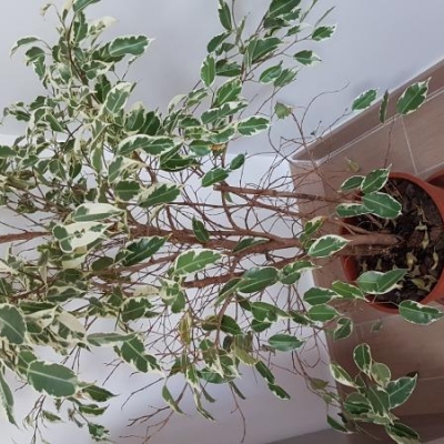 Ficus benjamin con cocciniglia: come debellarla?