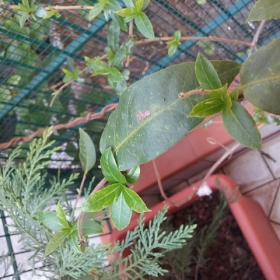Siepe lonicere caprifolium: foglie con macchie chiare, cos'è?