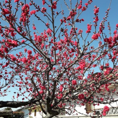 Come si chiama questo albero con fiori rossi?