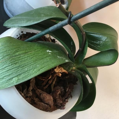 Orchidee con foglie flosce: come mai?