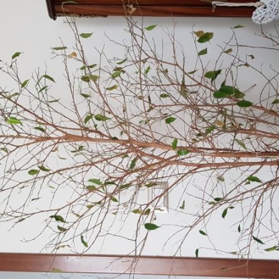 Ficus benjamin ha perso tutte le foglie col freddo: cosa fare?