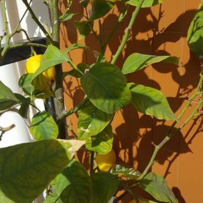 Limone con foglie gialle e pochi frutti: come mai?