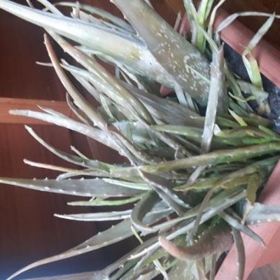 Aloe rinvasata perchè terra con coleotteri: come curarla?