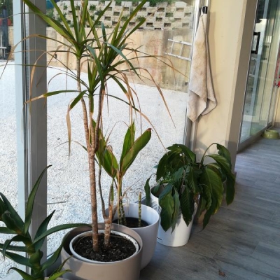 Dracena e spatifillo: foglie gialle e ricadenti, cosa fare?