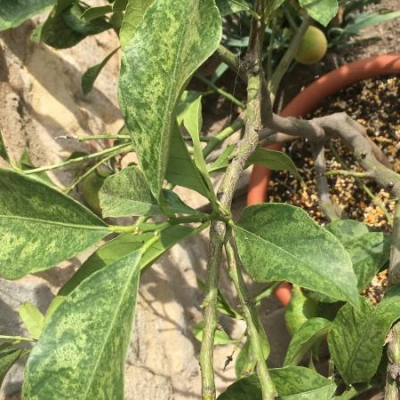 Limone con foglie e frutti scoloriti: di cosa si tratta?