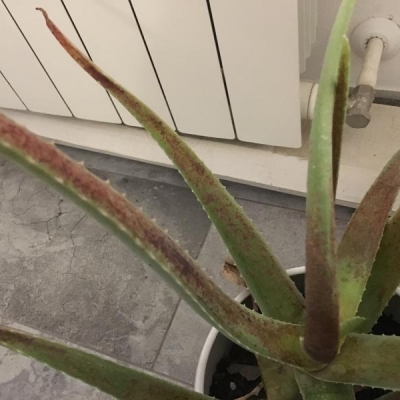 Aloe diventata marrone: cosa fare?