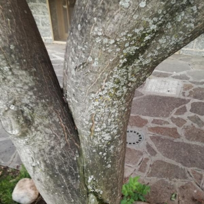 Acero rosso con macchie sul tronco: cosa può essere?