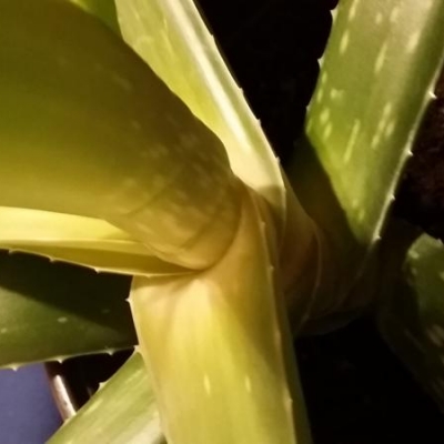 Aloe con solchi nelle foglie: cosa fare?