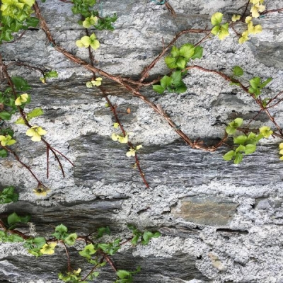 Ortensia petiolaris: rami con foglie scolorite, come mai?