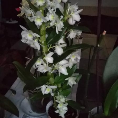 Orchidea dendrobium: pseudobulbi secchi, come mai?