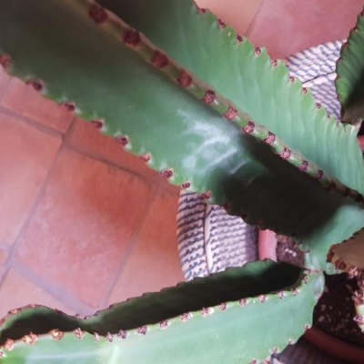 Cactus con macchie rosse: cosa fare?