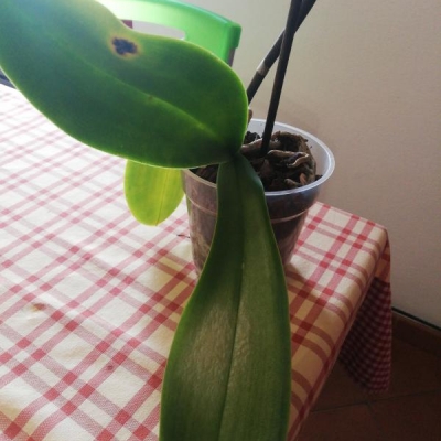 Orchidee con foglie gialle e macchie marroni: come mai?