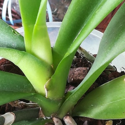 Phalaenopsis con punti neri sul colletto: come intervenire?