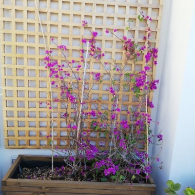 Bougainvillea perde foglie: come mai?