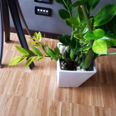 Zamioculcas con foglie gialle: cosa fare?