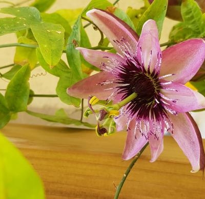 Passiflora: come si chiama?