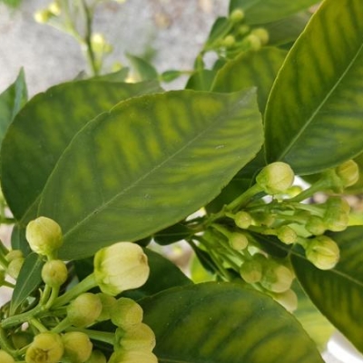 Pompelmo con tanti fiori ma foglie trasparenti: come mai?