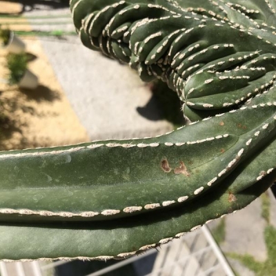 Cactus marginato cereus con macchie: cos'è?