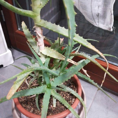 Aloe arborescens ingiallito: come mai?