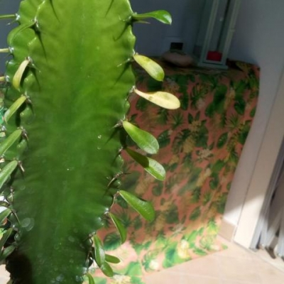 Euphorbia: dopo rinvaso ha foglie gialle, cosa sbaglio?