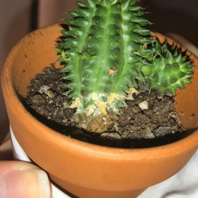 Cactus: che cosa succede alla sua base?