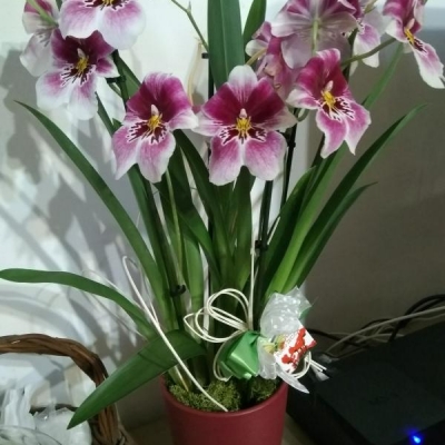 Orchidea Miltoniopsis: come devo curarla?