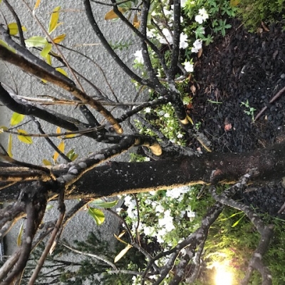 Magnolia grandiflora ha perso foglie: è malata?