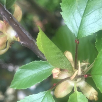 Ciliegio con ingrossamenti violacei: cosa sono e cosa fare?