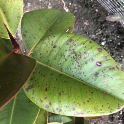 Ficus elastica: foglie gialle e solchi marroni, cosa fare?