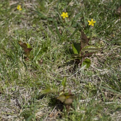 Prato: come eliminare i germogli di ciliegio?