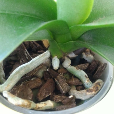 Phalaenopsis: è un keiki quello in foto?