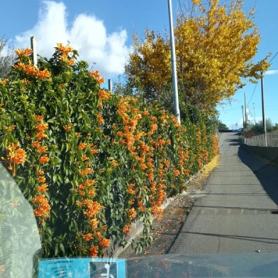 Siepe con fiori arancioni/rossi: come si chiama?