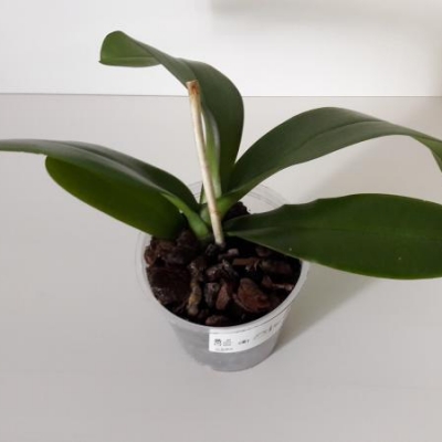 Phalaenopsis con muffa e insetti bianchi: cosa fare?